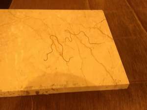 Hayvan öldüren parazit köylüleri şaşırttı.