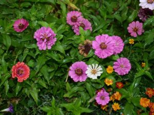 Beytüşşebap'ta sonbahar güzelliği