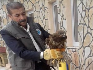 Yaralı Kızıl Şahin tedavi altına alındı