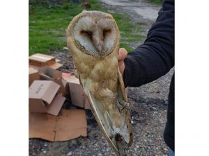 Peçeli baykuşu bulundu