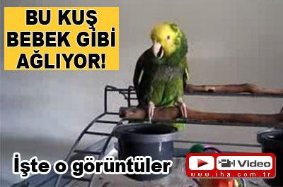 BEBEK GİBİ AĞLAYAN KUŞ ŞAŞIRTIYOR