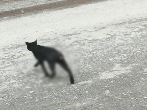 Çok sayıda kedilerin kuyrukları kesilmiş!
