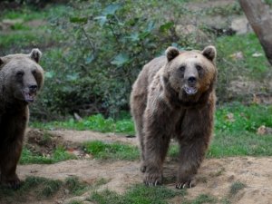 Uykudan önce böyle görüntülendiler