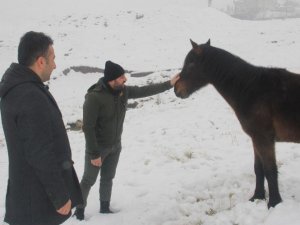 Aç kalan at sürüsüne belediye sahip çıktı