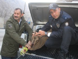 Yarıl dağı keçisine ilk müdahaleyi polisler yaptı