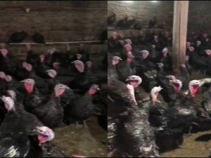 Organik yılbaşı hindileri görücüye çıktı