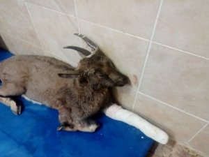 Yaralı dağ keçisi tedavi altına alındı!
