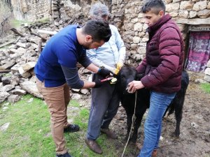 Çukurca’da hayvan küpeleme çalışması yapıldı