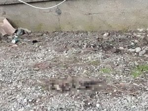 Kedinin ayaklarını kesip, yaktılar
