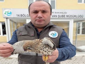 Yaralı Kerkenez tedavi altına alındı