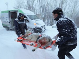 Av tüfeğiyle vurulan köpek için seferberlik