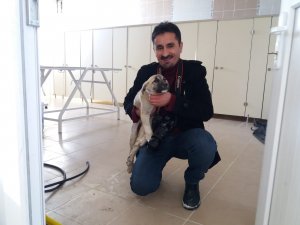 Yavru köpeklere belediye sahip çıktı