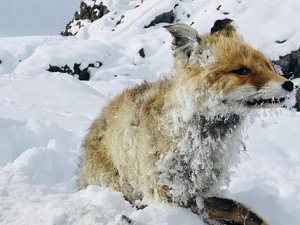 Sibirya soğukları. Tilki dondu