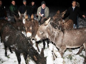 15 eşek vatandaşlara ücretsiz dağıtıldı