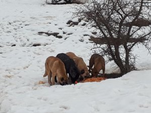 Çukurca devlet hastanesinden örnek davranış