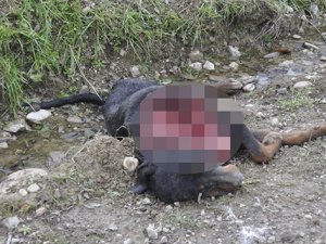 Aç kalan kurtlar köpeği yedi