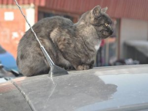 Dondurucu soğuklar hayvanları da etkiledi