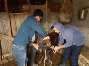 Küçük ve büyükbaş hayvan küpelemelerine af