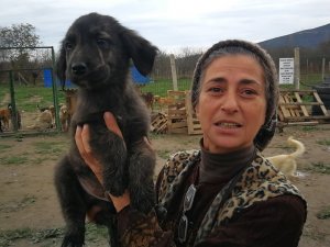 Hasta hayvanlar için barınak kurdu