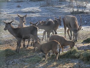 Yaban hayvanlarına yem bırakıldı