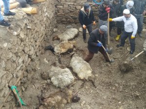 Durankaya’da ahır çöktü 6 hayvan telef oldu