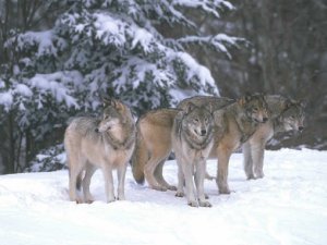 Hakkari’de kurt sürüsü şehre indi
