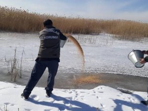 Yaban hayvanlarına yem desteği