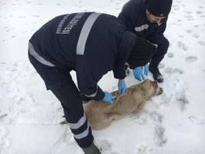 Hakkari'de hayvanlara kuduz aşısı yapıldı