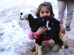 Ay yıldızlı kuzu ilgi odağı oldu