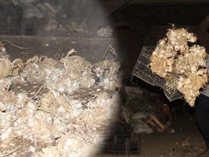 Sarımsak depoda çürüdü