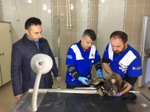 Yaralı kaya kartalı tedavi altına alındı