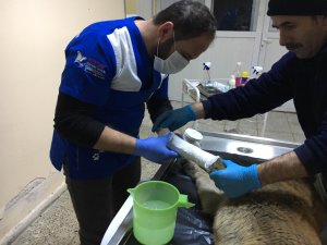 Aracın çarptığı köpek tedavi altına alındı