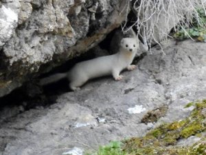 Beyaz gelinciğin sırrı ortaya çıktı