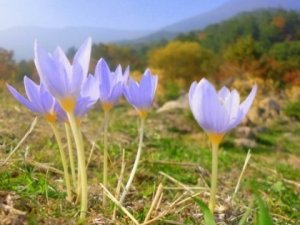 CEMRE Ne zaman düşecek?