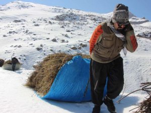 Hakkârili besicilerin ot çilesi
