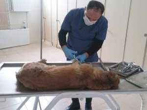 Aracın çarptığı köpek tedavi altına alındı