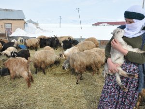 Yüksekova'lı çiftçilerin kuzu sevinci