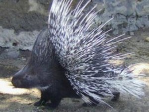 Oklu kirpiyi öldüren şahıslar yakalandı