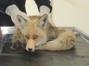 Yaralı yavru tilki kurtarıldı