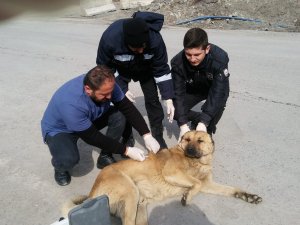 Başıboş hayvanlar sağlık taramasından geçirildi