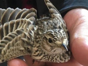 Yaralı Orman Toygarı tedavi altına alındı