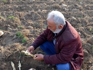 'Tarlanda kralın hazinesi var'