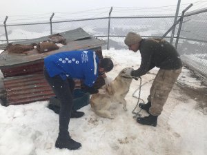 Bağışlı’daki sokak hayvanları aşılandı
