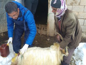 Başıboş köpekler koyun sürüsüne saldırdı: 1 telef, 6 yaralı