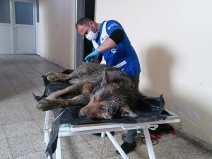 Dağda inen kurtlar köpekleri telef etti