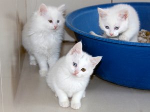 Van kedilerinin kalitesi her yıl artıyor