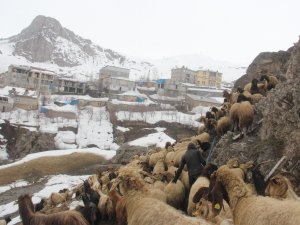 Hakkari’de tahrip olan ahırda 300 hayvan tehlikede