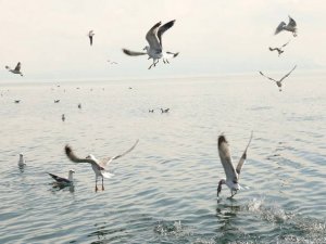 Van Gölü’nün eşsiz lezzeti inci kefali