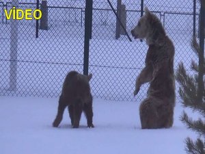 Aç ayılar uykudan uyanır uyanmaz ilçe merkezine indi