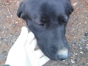 Hakkari’de kedi ve köpeklere kuduz aşısı yapıldı